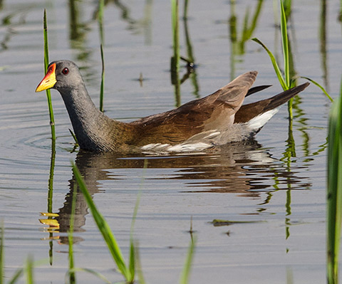 Lesser Moorhen